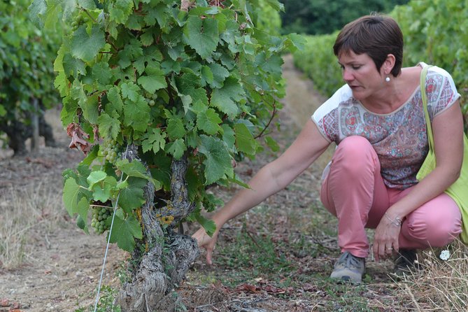 Tour of a Vineyard, Winery & Cellar with Wine Tasting in Vouvray, Loire Valley - Six Loire wines and a generous local tasting