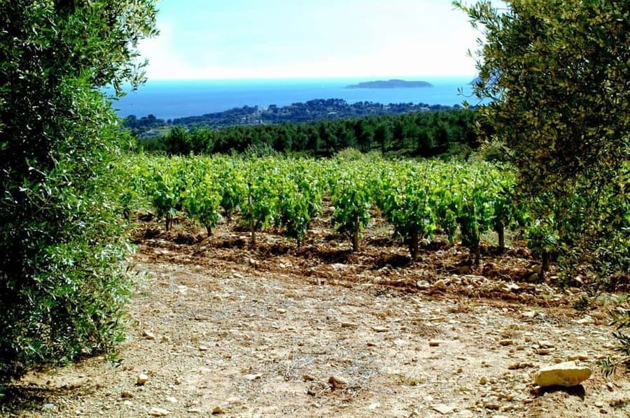 Visit the vineyards and discover Bandol wines - Key points at a glance