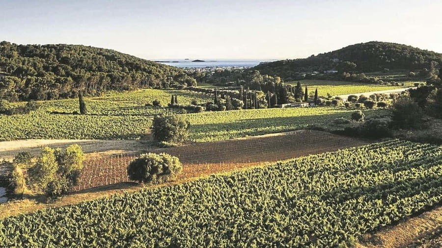 Visit the vineyards and discover Bandol wines - Why Bandol deserves two hours of your time