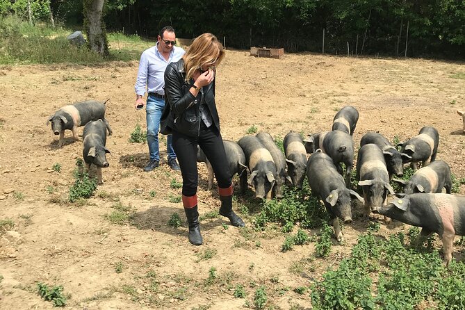 Visit to the Cinta Senese farm in Montepulciano - The cellar and the farm’s food chain