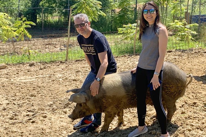 Visit to the Cinta Senese farm in Montepulciano - A Tuscan lunch with several courses