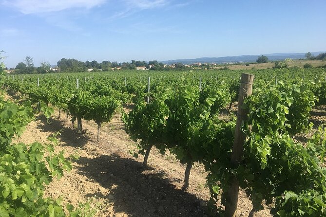 Winery Tour & Wine Tasting - Deli Plate & 3 Wines - Seeing vines, barrels, and tanks